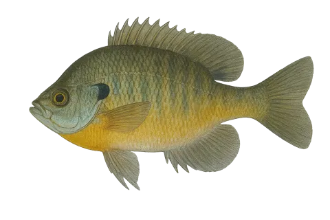 Bluegill