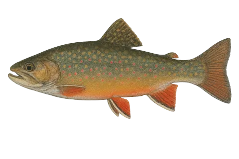 Brook Trout