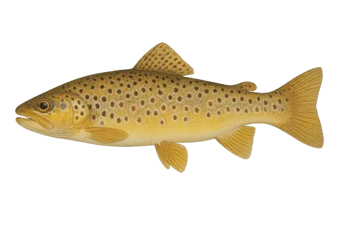 Brown Trout