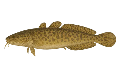 Burbot