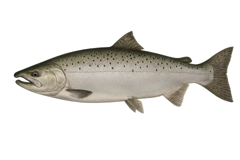 Chinook Salmon