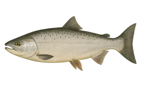 Coho Salmon