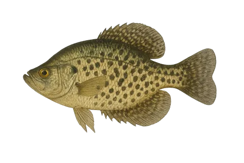 Crappie