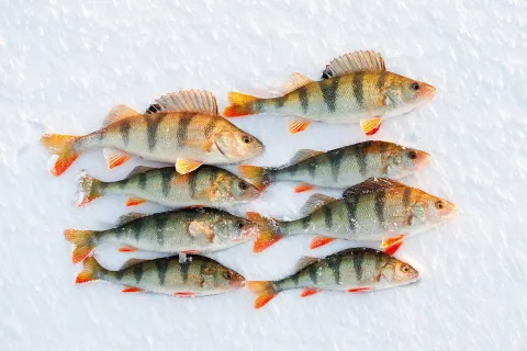 icefishingperch
