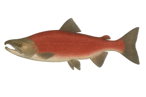 Kokanee