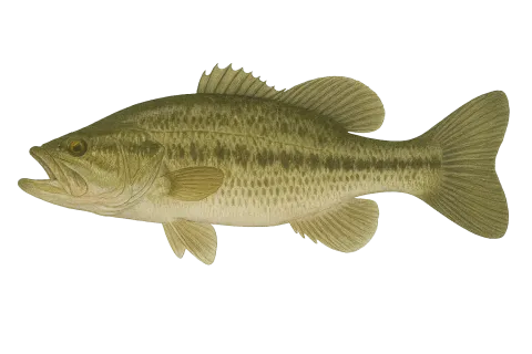 Largemouth Bass