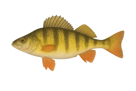 Perch