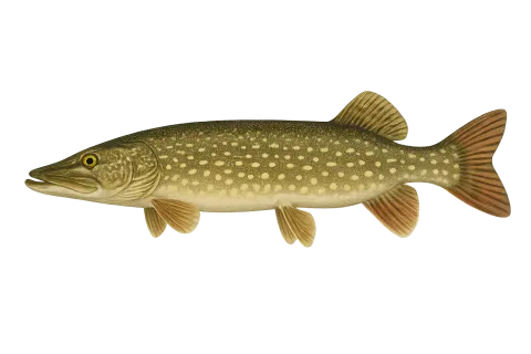 Pike