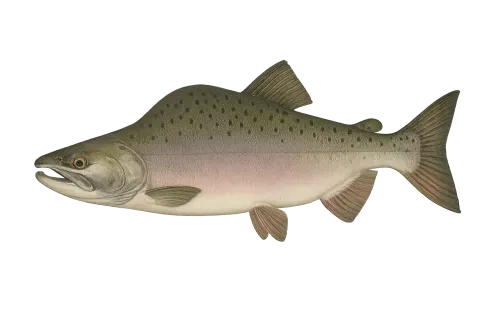 Pink Salmon
