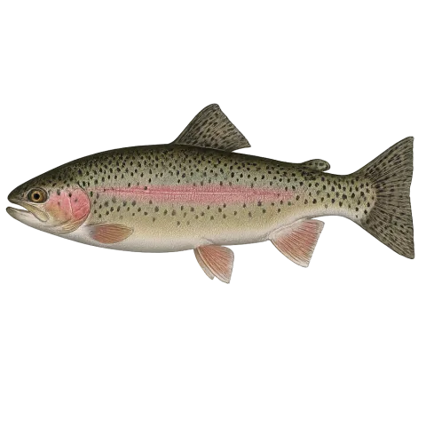 Rainbow Trout