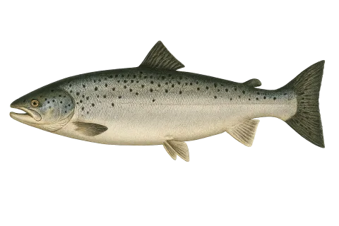 Salmon