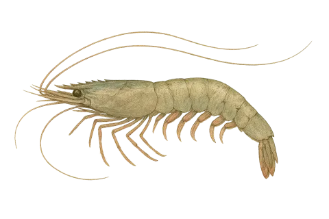 Shrimp