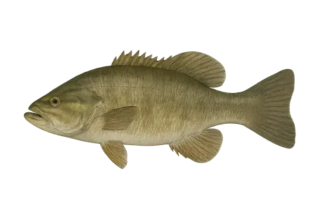 Smallmouth Bass