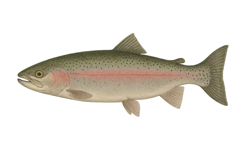 Steelhead