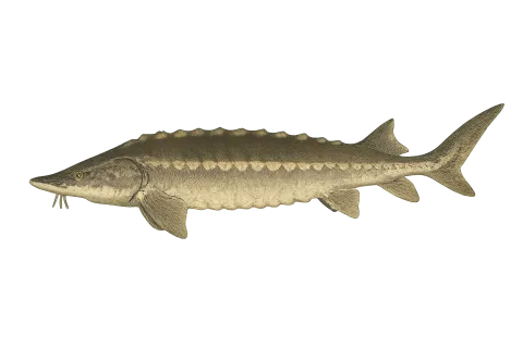 Sturgeon