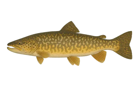 Tiger Trout