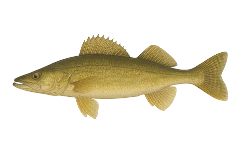 Walleye